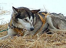 Catherine Pinard's Husky