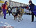 YUKON QUEST - [copyright: Carsten Thies]