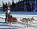 YUKON QUEST - [copyright: Carsten Thies]