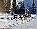 YUKON QUEST - [copyright: Carsten Thies]