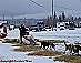 YUKON QUEST - [copyright: Carsten Thies]