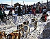 YUKON QUEST - [copyright: ckrw ]