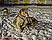 YUKON QUEST - [copyright: Carsten Thies]