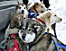 YUKON QUEST 04 - hunde