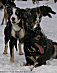 YUKON QUEST - Jack Berry