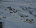 YUKON QUEST 04 - mile 101