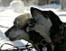 YUKON QUEST 04 - hunde