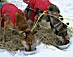 YUKON QUEST 04 - hunde