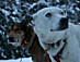 YUKON QUEST 04 - hunde