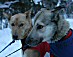YUKON QUEST 04 - hunde