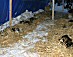 YUKON QUEST 04 - milnes hunde