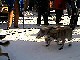 Yukon Quest Video Copyright by Peter Kamper