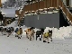 Yukon Quest Video Copyright by Peter Kamper