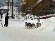 Yukon Quest Video Copyright by Peter Kamper