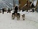 Yukon Quest Video Copyright by Peter Kamper
