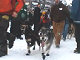 Yukon Quest Video Copyright by Peter Kamper