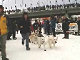 Yukon Quest Video Copyright by Peter Kamper