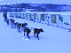Yukon Quest Video Copyright by Peter Kamper