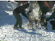 Yukon Quest Video Copyright by Peter Kamper