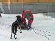 Yukon Quest Video Copyright by Peter Kamper