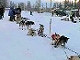 Yukon Quest Video Copyright by Peter Kamper
