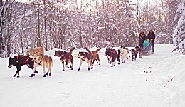 Yukon Quest - Copyright Yukon Quest International
