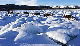 Yukon Quest - Copyright Yukon Quest International