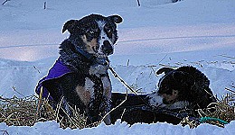 Yukon Quest - Copyright Yukon Quest International