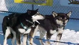 Yukon Quest - Copyright Yukon Quest International