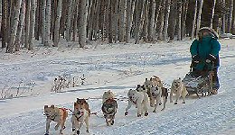 Yukon Quest