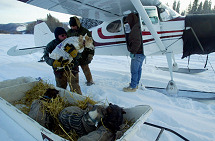 Yukon Quest Airforce - copyright by Carsten Thies