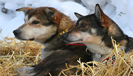 Yukon Quest - Copyright Carsten Thies