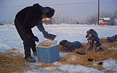 Lance Mackey (c) Sui Kings