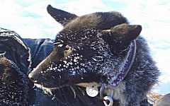 YQ Hund (c) Sui Kings