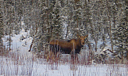 Moose (c) HJ Schwall