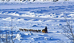 Yukon Quest 2012 (c) Sui Kings