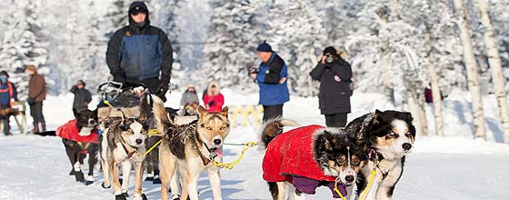Matt Hall - Copyright Yukon Quest International