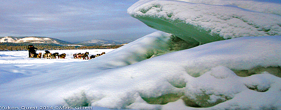 Yukon Quest (c) Copyright Mark Gillet