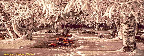 Yukon Quest (c) Copyright Harry Kern
