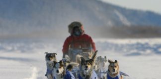 Brent Sass auf dem Weg in Ziel Yukon Quest (c) YQ / C. Thies