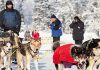 Matt Hall gewinnt das Yukon Quest Alaska 300 Matt Hall (c) Yukon Quest