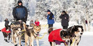 Matt Hall gewinnt das Yukon Quest Alaska 300 Matt Hall (c) Yukon Quest