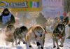 Die Yukon Quest Rennen 2023 starten heute in Kanada Yukon Quest (c) Yukon Quest