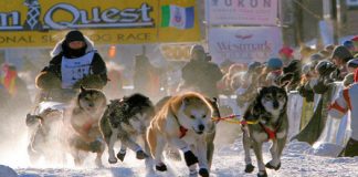 Die Yukon Quest Rennen 2023 starten heute in Kanada Yukon Quest (c) Yukon Quest