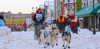 87.000 Dollar Preisgeld für drei Yukon Quest (Kanada) Rennen Yukon Quest Whitehorse (c) Yukon Quest