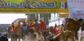 Wieder drei Yukon Quest Rennen in Alaska 2024 Yukon Quest (c) Yukon Quest