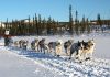 Schneemangel macht das Training für Yukon Quest Musher zur Herausforderung Yukon Quest Trail (c) Yukon Quest