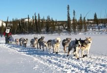 Jeff Deeter gewinnt das 2025 Yukon Quest Alaska Yukon Quest Trail (c) Yukon Quest