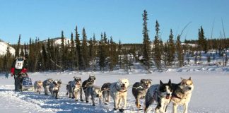 Jeff Deeter gewinnt das 2025 Yukon Quest Alaska Yukon Quest Trail (c) Yukon Quest