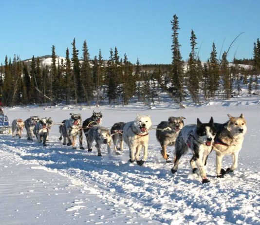 Jeff Deeter gewinnt das 2025 Yukon Quest Alaska Yukon Quest Trail (c) Yukon Quest